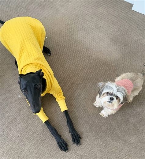 greyhound adoptions wa|Adopt a greyhound .